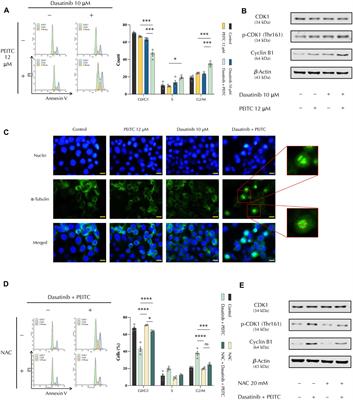 Phenethyl isothiocyanate and dasatinib combination synergistically reduces hepatocellular carcinoma growth via cell cycle arrest and oxeiptosis